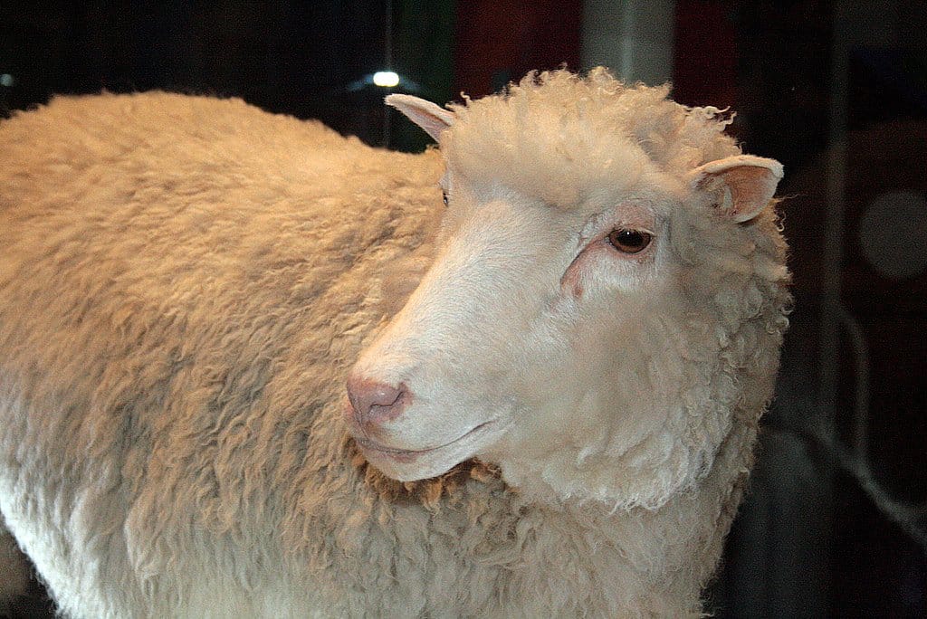 Pros and Cons of Cloning