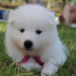 Pros and Cons of teddy bear dogs