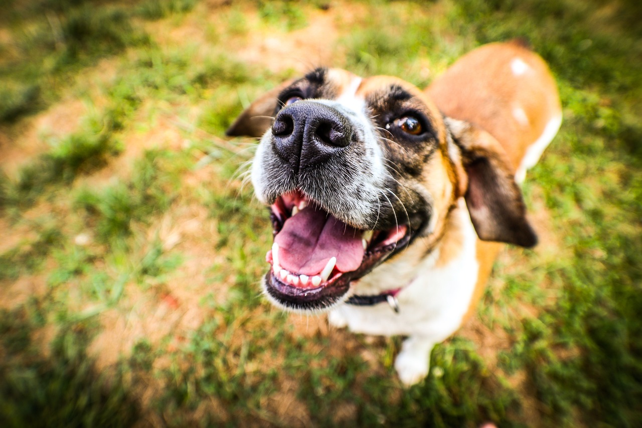 Pros and Cons of Operant Conditioning Theory