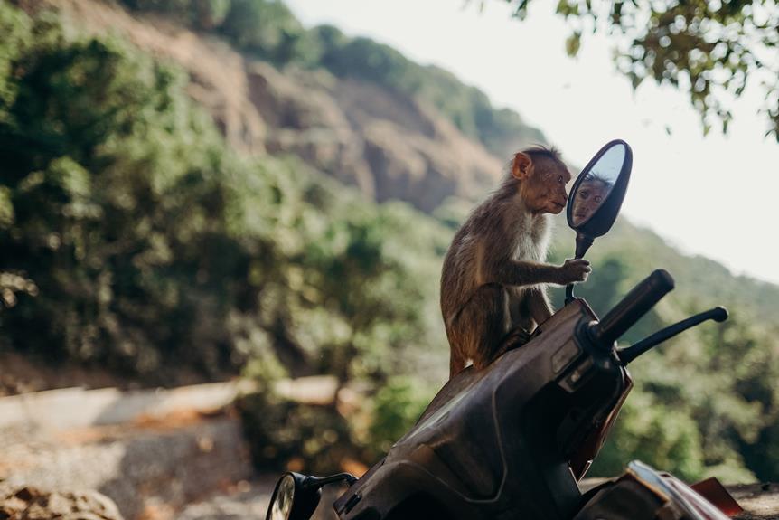 evaluating ape hanger handlebars