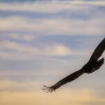 evaluating freedom of the press