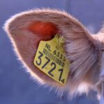 evaluation of ear tagging