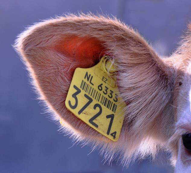 evaluation of ear tagging
