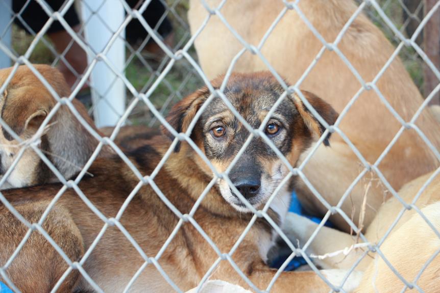 the benefits and drawbacks of owning a dog kennel