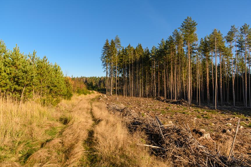 weighing pine tree benefits