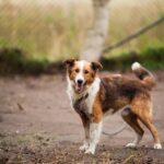 advantages and disadvantages of animal shelters