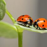 advantages and disadvantages of ladybugs