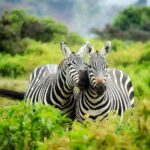 benefits and drawbacks of zoo animals