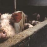 berkshire pigs weighing the benefits