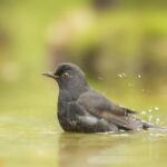 evaluating bird baths advantages