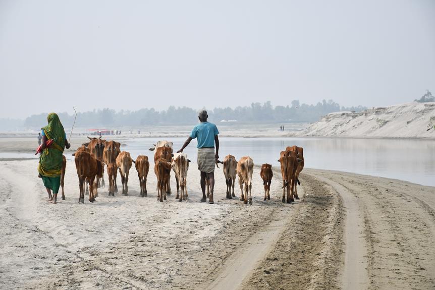 evaluating jersey cow advantages