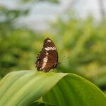 evaluating leaf filter system