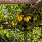evaluating spring s advantages and disadvantages