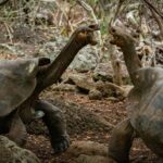 evaluating the benefits and drawbacks of conflict