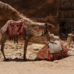 evaluating treeless saddle advantages