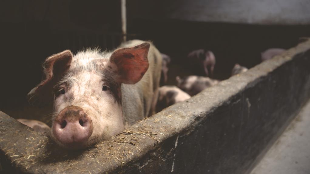 hampshire pigs weighing the benefits