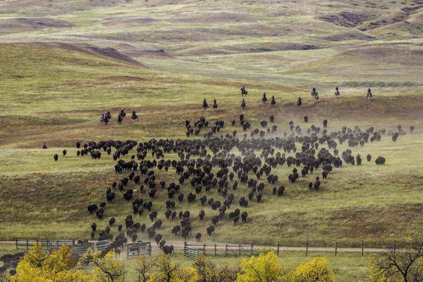 raising buffalo weighing advantages