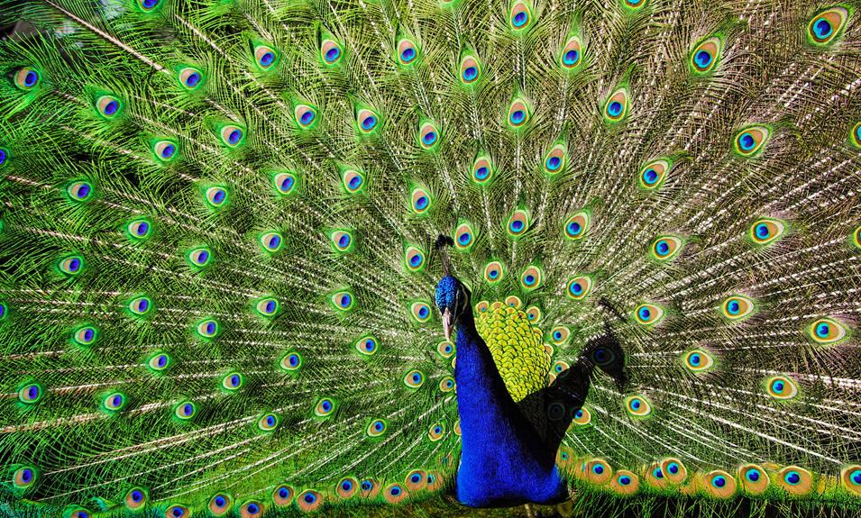 avian tails a classification